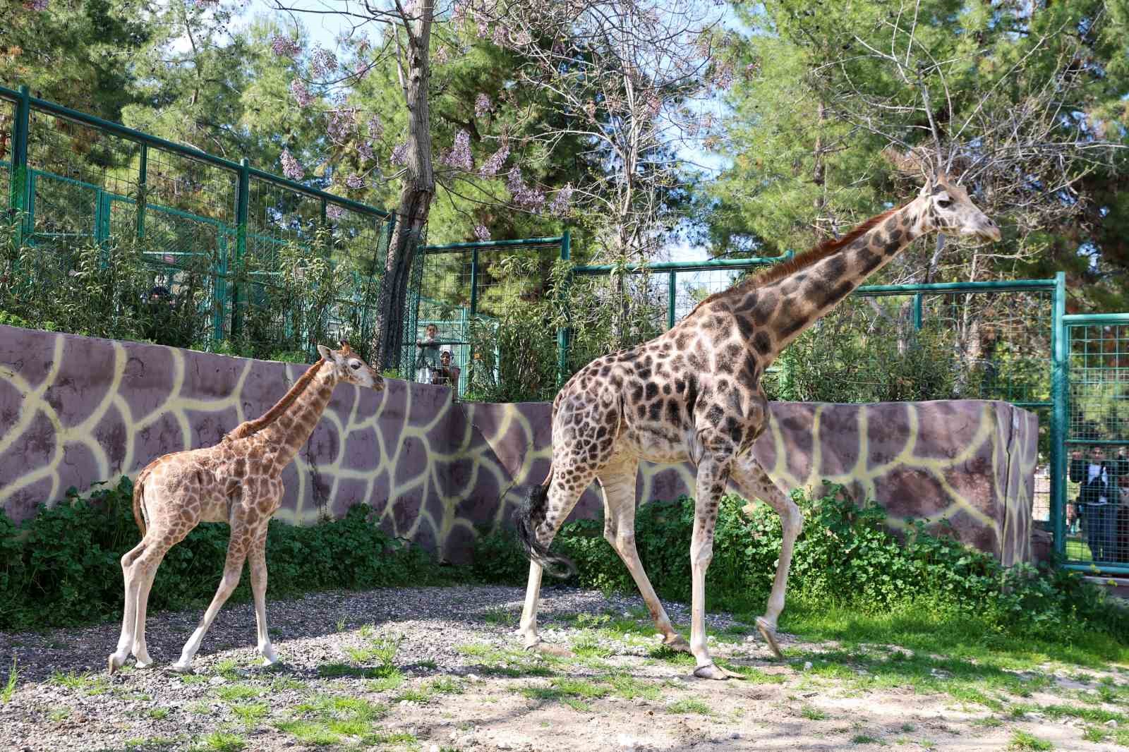 Zürafanın yavrusu yetim doğdu
