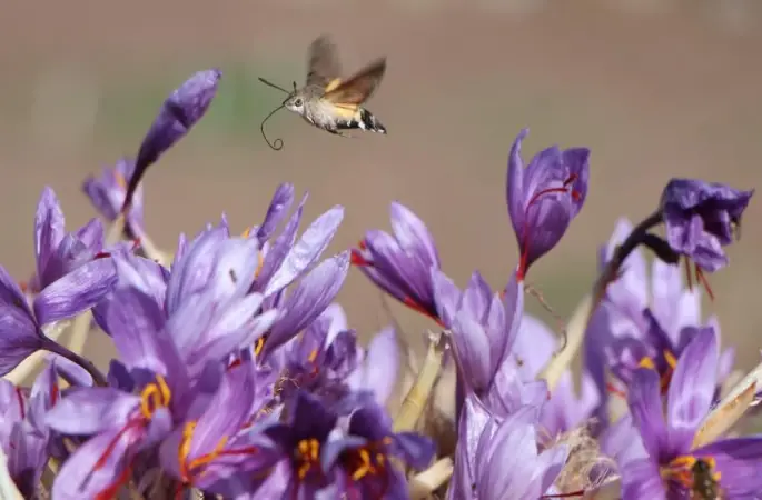 1 gramı 500 TL'den satılıyor