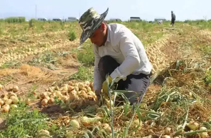 Amik Ovası’nda sıcak havada zorlu hasat: Soğan tarlada 17 TL’den alıcı buluyor
