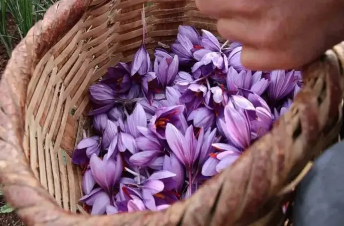 Dünyanın en pahalı baharatını ekti, kilosunu 200 bin liradan satıyor