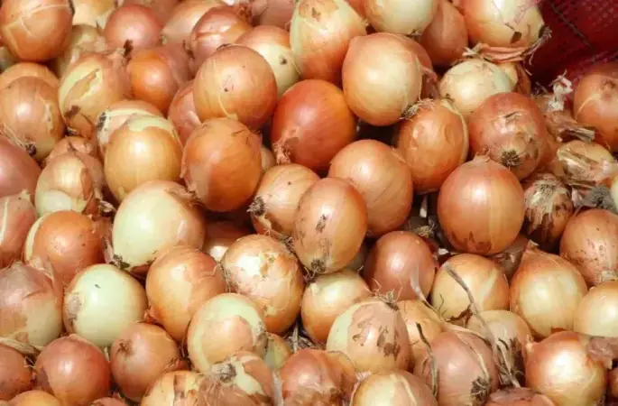 Amasya’da soğan tarlada 6 TL