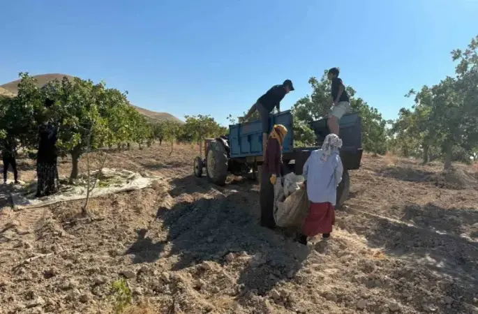 Yeşil altında yüksek rekolte