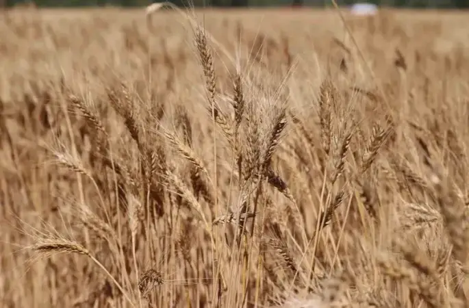 Sivas buğday hasadında rekora koşuyor