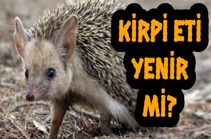 KİRPİ ETİ YENİR Mİ? Kirpi Eti Haram Mı, Helal Mi?