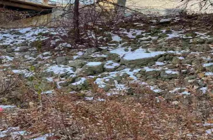 İnsanların sadece yüzde 2’si kayıp sincabı 10 saniyede buluyor!