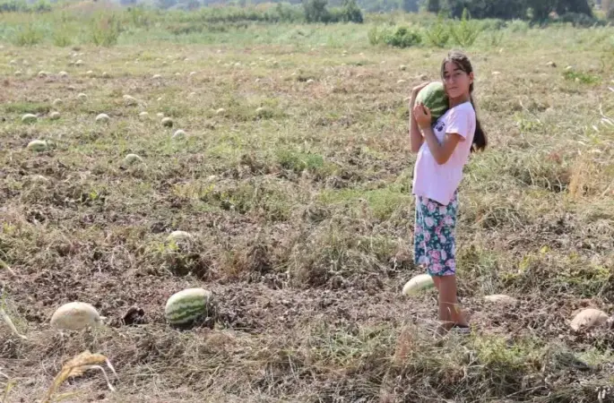 Fiyatlar düşünce karpuz tarlada kaldı
