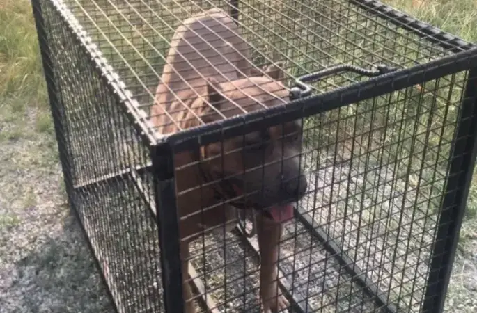 Pitbull cinsi köpek bulunduran şahsa 52 bin 924 TL ceza