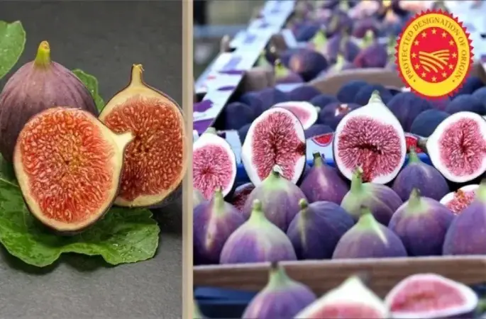 Bursa siyah inciri AB’den coğrafi işaret tescili aldı