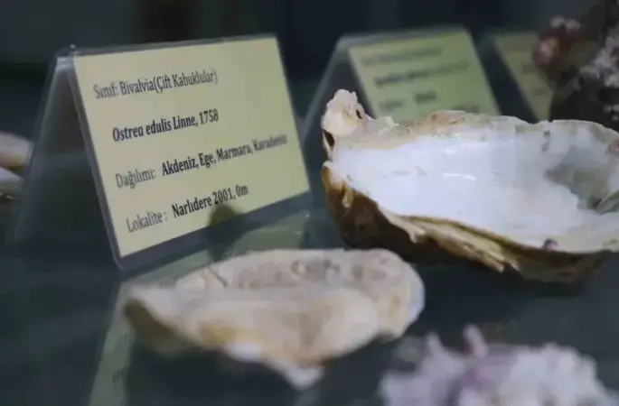 Körfezin temizliği için ‘istiridye’ önerisi