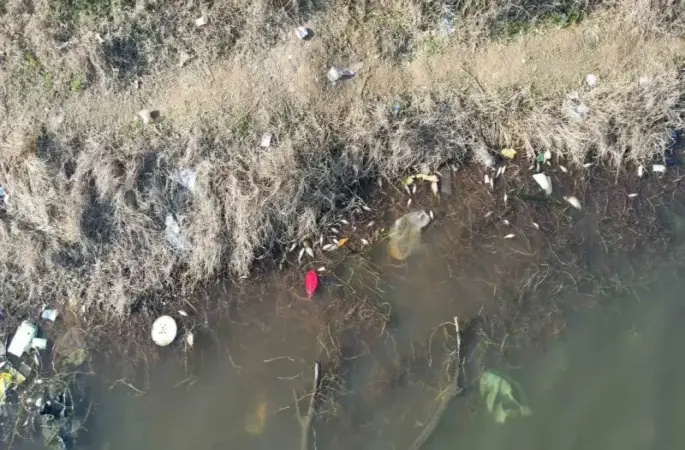 İstanbul’da korkutan görüntü, yüzlerce balık ölüsü kıyıya vurdu