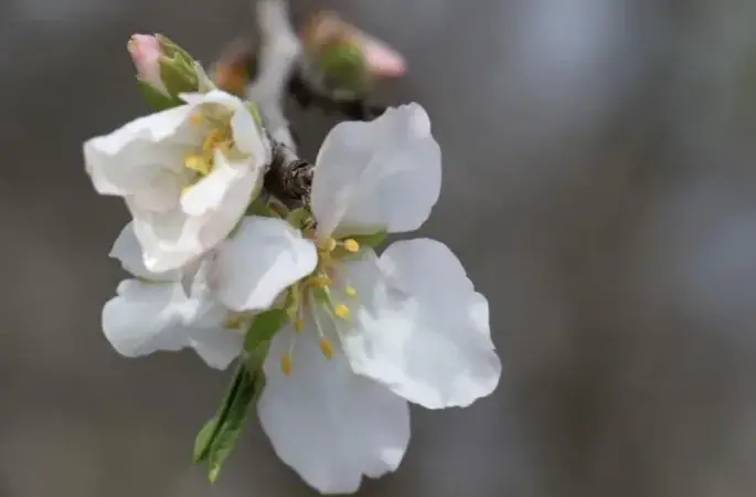 Yılın ilk cemresi düşecek
