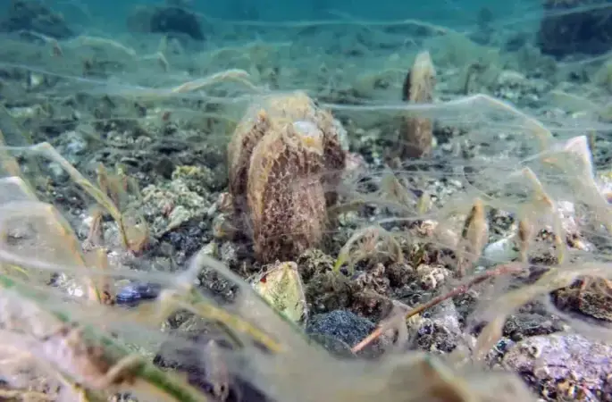 Marmara Denizi’nde müsilaj alarmı devam ediyor