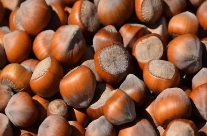 Türkiye’nin dünya fındık üretimindeki payı düşüyor