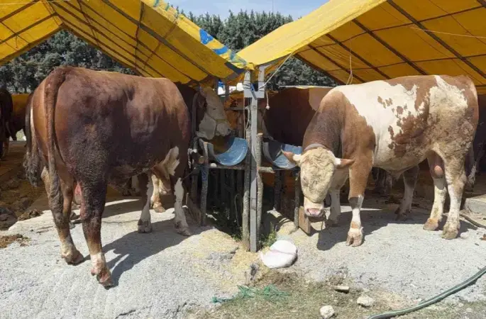 Kurban Bayramı’na sayılı günler kala İstanbul’da kurban pazarları hareketlendi