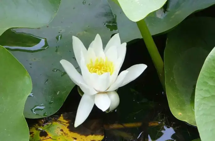 Bu çiçeği koparmanın cezası 557 bin 212 TL