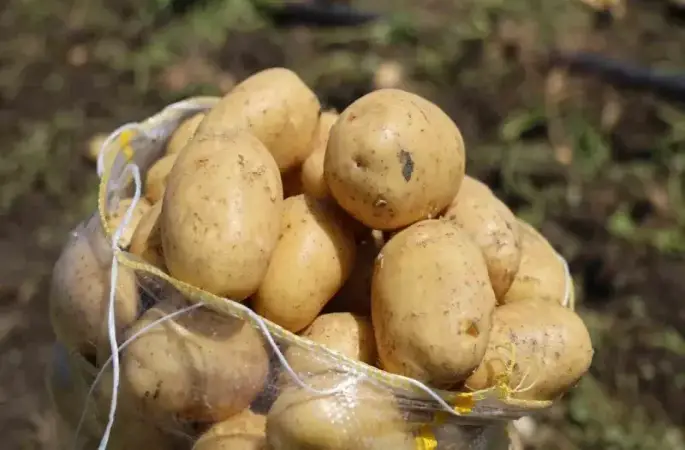 Hasadı süren patateste fiyat 7 liraya kadar geriledi