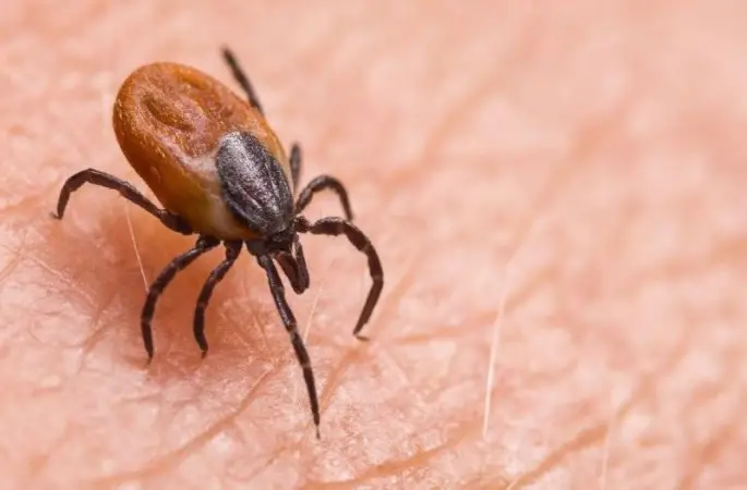 Keneden gelen tehlike: KKKA vakaları artışta