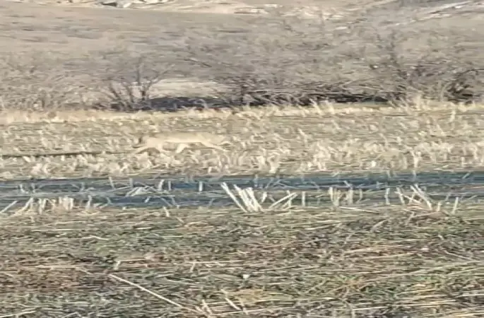 Aç kalan kurtlar yerleşim merkezine indi
