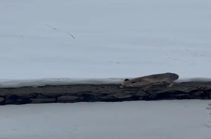 Aç kalan tilkiyi elleriyle besledi
