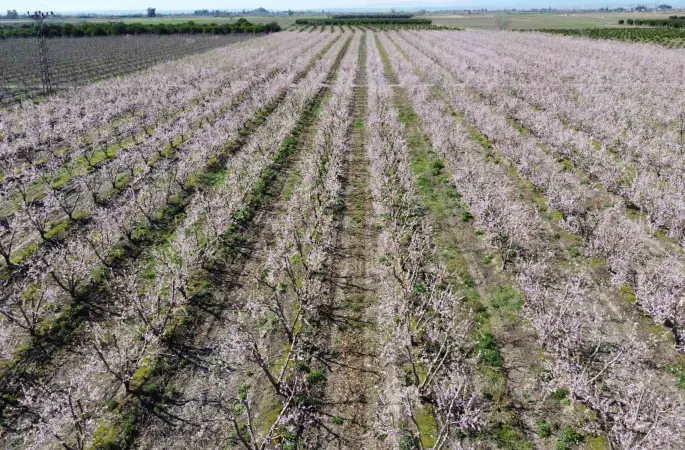 Adana’da şeftali ağaçları çiçek açtı
