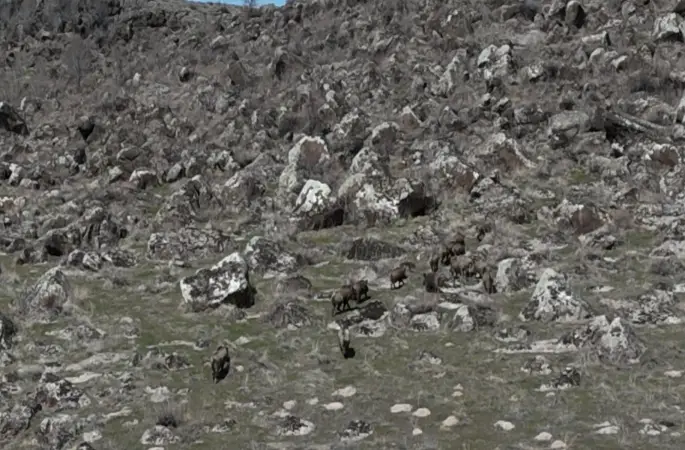 Adilcevaz’da domuzlar çiftçileri bezdirdi
