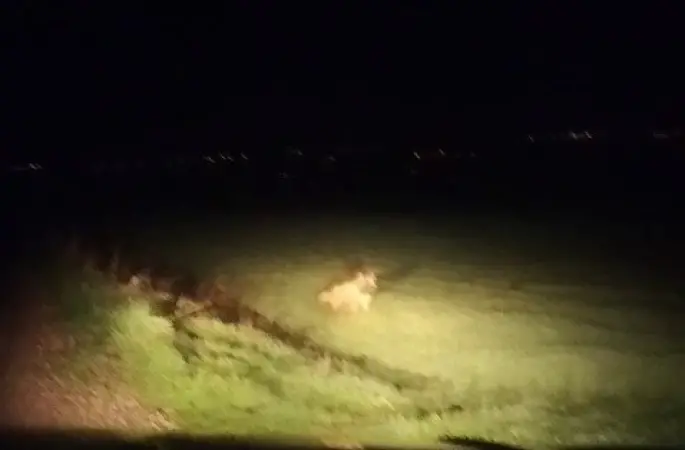 Adıyaman’da çizgili sırtlan görüldü
