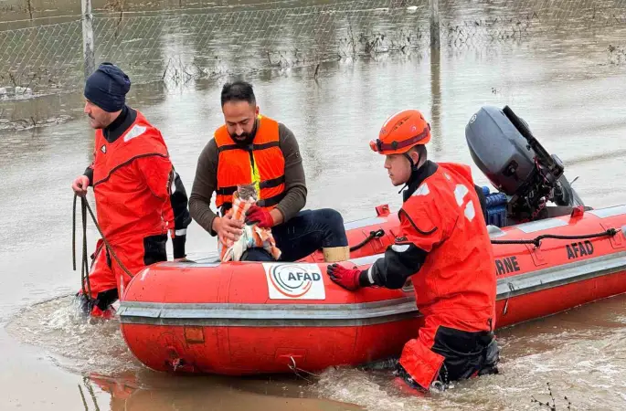 AFAD mahsur kalan hayvanları tahliye ediyor
