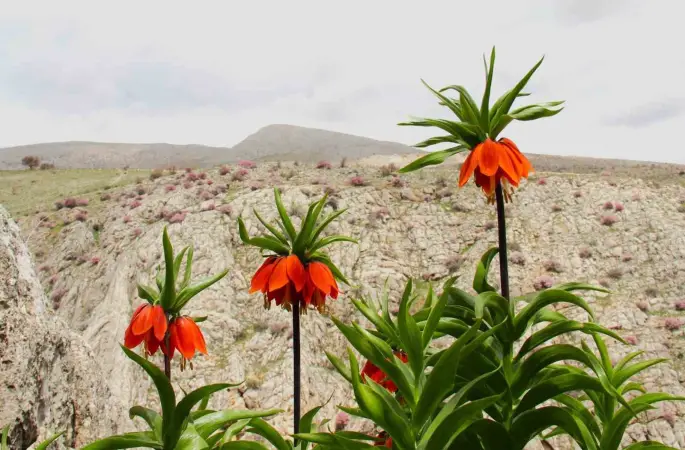 Afşin’de ters laleler açtı: Koparana 700 bin TL ceza
