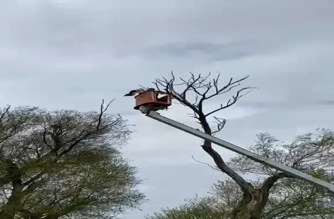 Ağaçta asılı kalan leylek kurtarıldı
