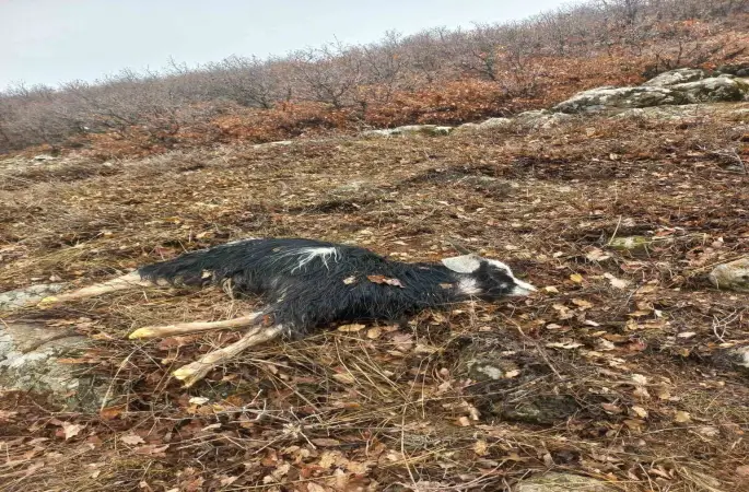 Ağıldan kaçan küçükbaş hayvanları kurtlar parçaladı
