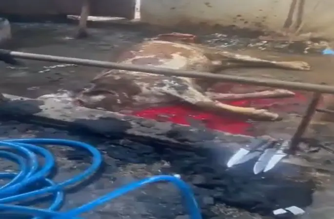 Ahır yandı, 12 büyükbaş hayvan telef oldu
