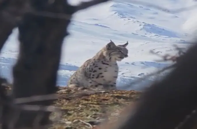 Akdağ’ın eteklerinde vaşak, kurt ve dağ keçisi peş peşe görüldü
