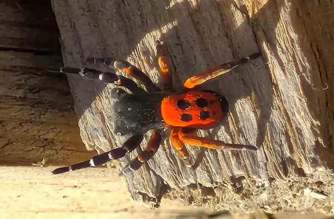 Akdeniz ve Orta Asya’nın nadir türü Elazığ’da ortaya çıktı
