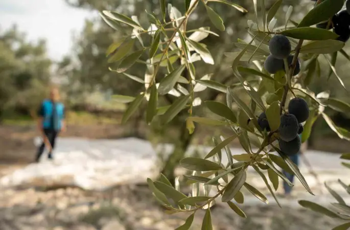 Akhisar’da zeytin için tarihi buluşma
