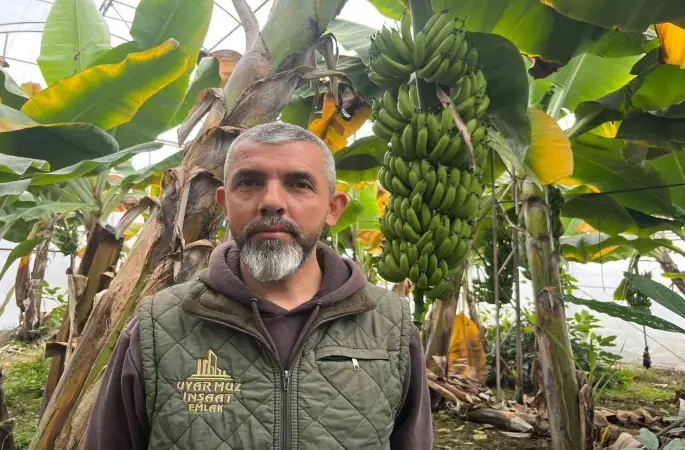 Alanya, Türkiye’nin muz ihtiyacının yüzde 40’ını karşılıyor
