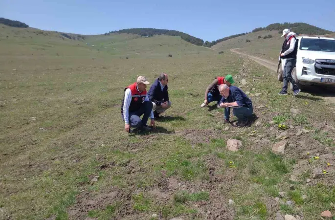 Amasya’nın mera ve yaylalarında otlatma kapasitesi incelemesi
