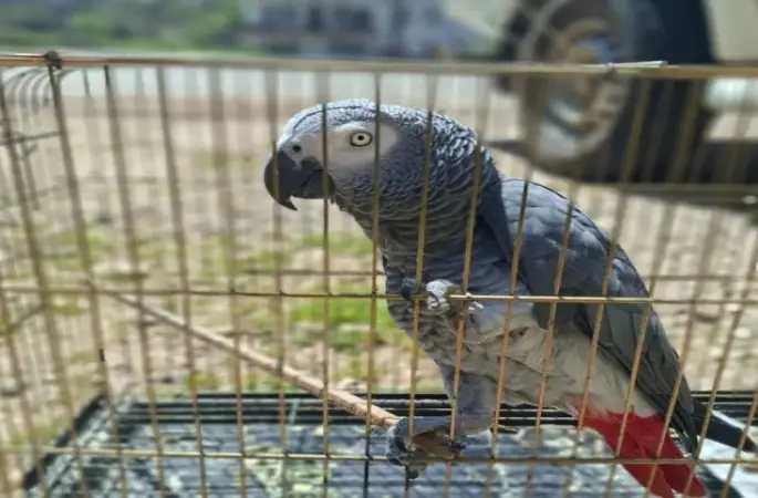 Antalya’da belgesiz papağan bulunduran işletme sahibine 15 bin TL ceza
