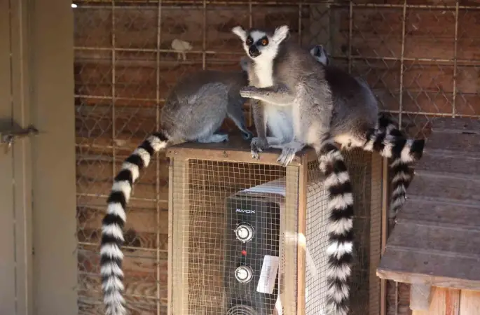Antalya’da soğuğa hassas olan hayvanlara sıcak önlemler
