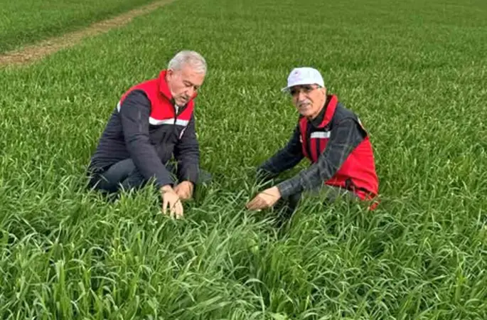 Araban Ovası’nda etkili olan yağışların buğday ve arpa ekili alanlara zararı incelendi
