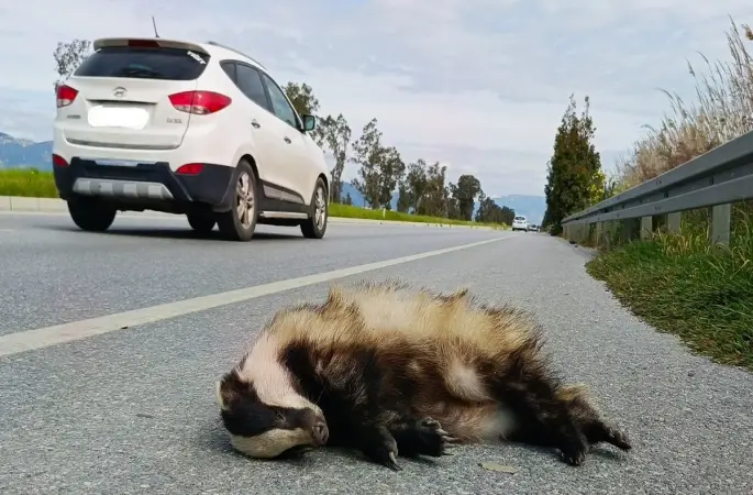 Aracın çarptığı porsuk telef oldu
