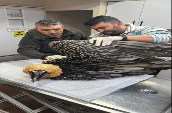 Artvin’de sakallı akbaba tedavisinin ardından yeniden doğaya salındı
