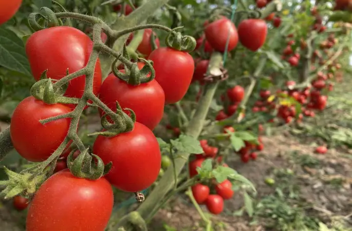 ATB mart ayı hal endeksini açıkladı
