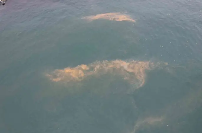 Avcılar kıyılarında tedirgin eden görüntü
