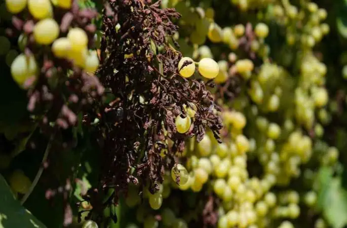 Dünyaca ünlü üzümü mildiyö vurdu, rekolte düştü