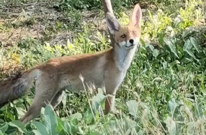 Aç kalan tilki, çiftçinin bahçesine indi
