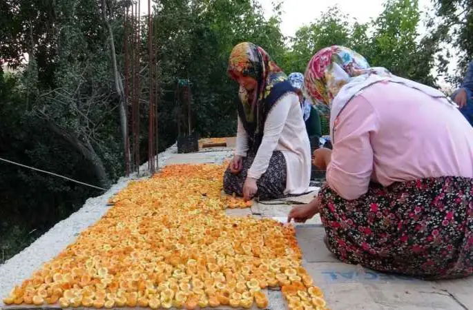 Van'da kayısı kurutma dönemi