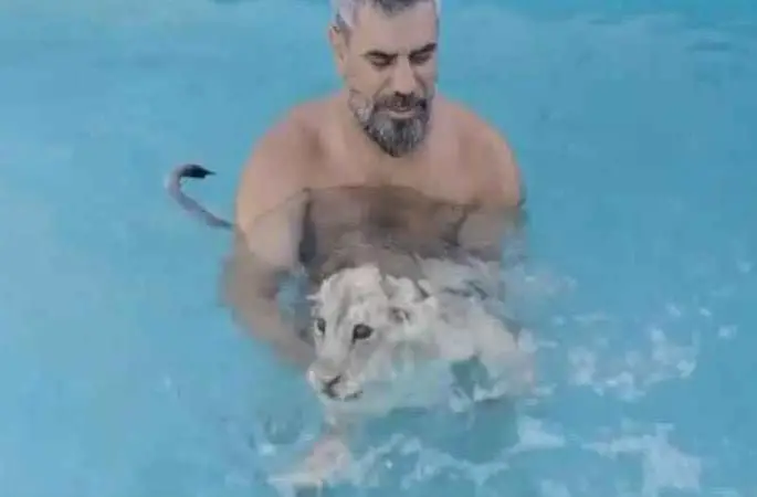 Sıcaktan bunalan aslanlar havuzda serinliyor