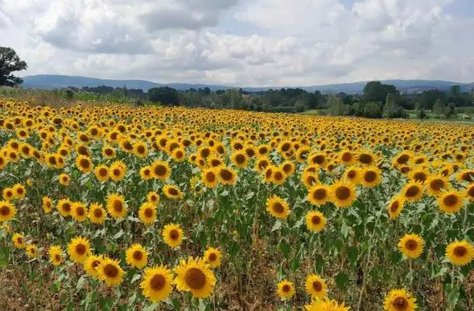 Bilecik'te ayçiçeklerin görsel şöleni