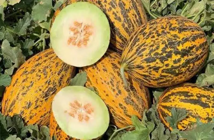 Kavun üreticinin yüzü bu yıl gülüyor