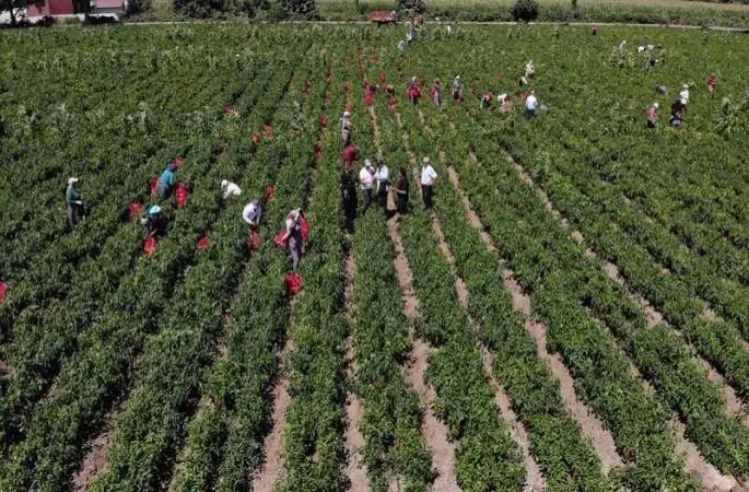Bafra Ovası'nda kapya biber hasadı başladı